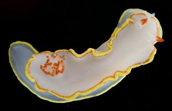 Media type: image;   Malacology 381343